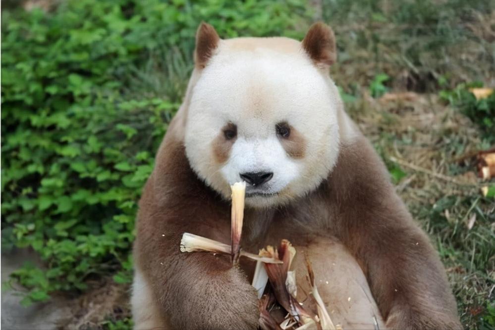 美国发现7条绝迹白化鳄鱼，还没来得及高兴，就被偷盗者偷走卖了