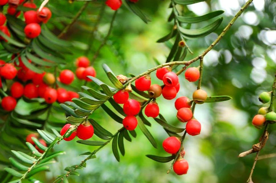 夏季红豆杉叶子发黄枯萎还能救活,红豆杉叶子发干怎么办