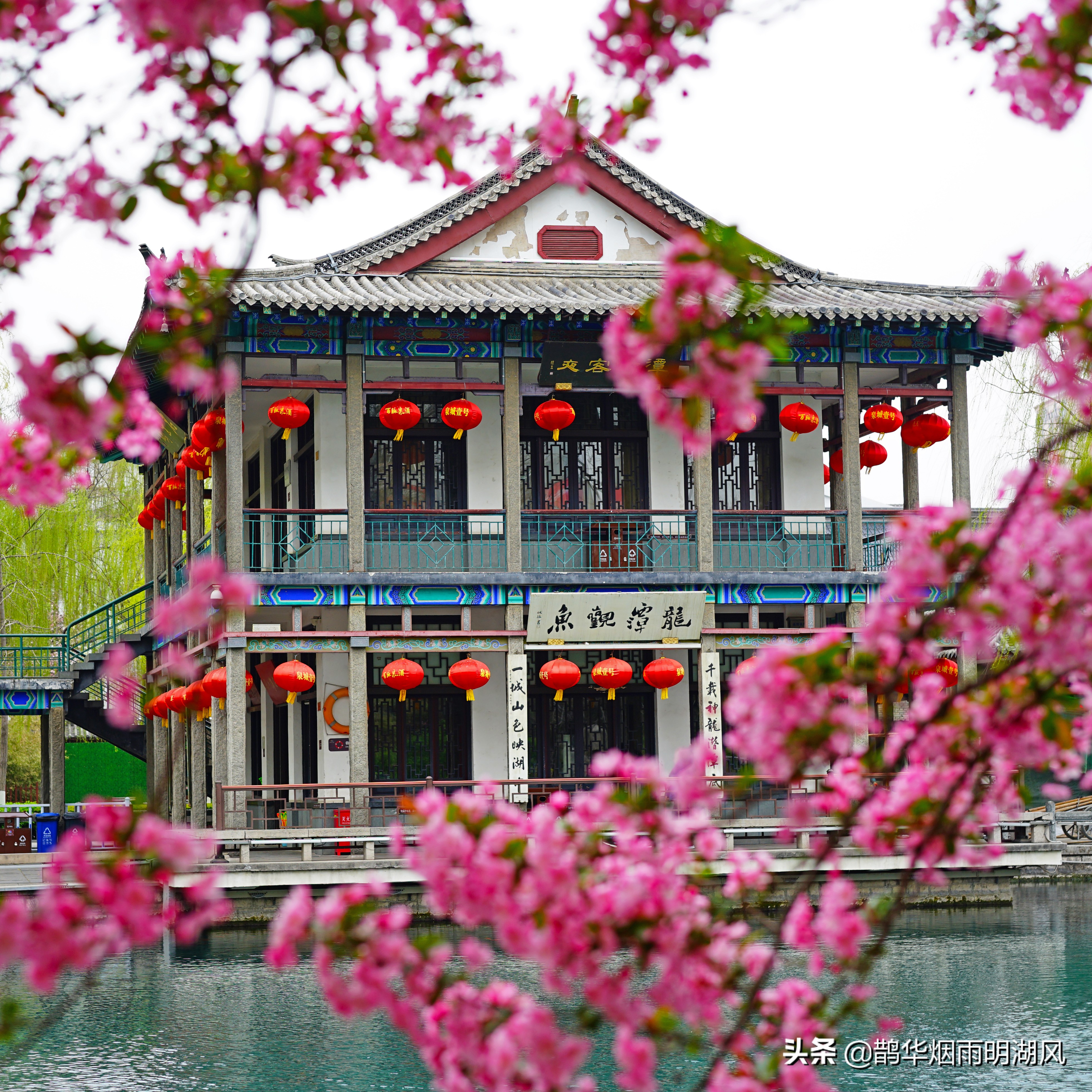 济南五龙潭樱花雨,济南五龙潭晚樱