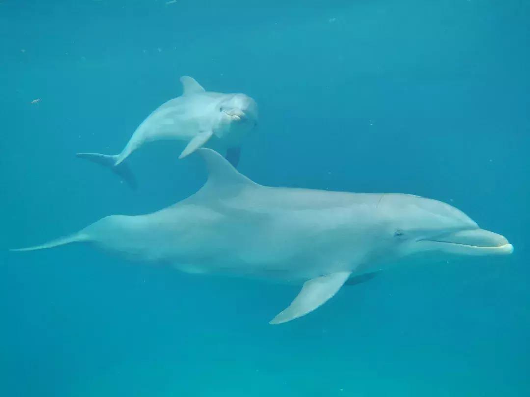 华为p30的镜头模组叫什么,华为p30镜头是蓝宝石的吗