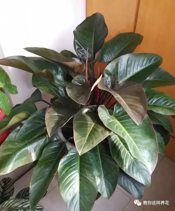 家里养什么花能除甲醛,什么花除甲醛净化空气最好