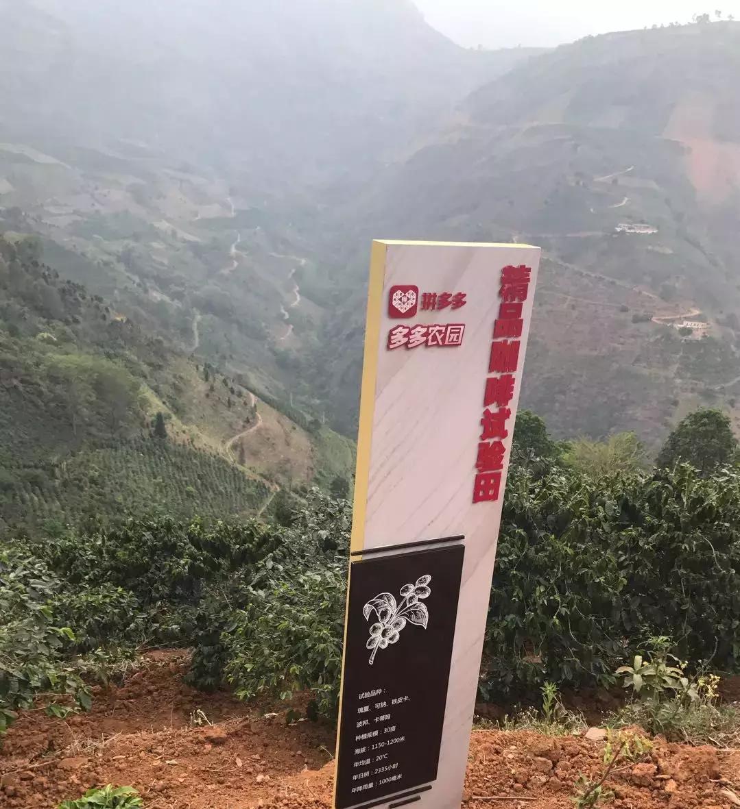 星巴克为什么要用云南咖啡豆,为什么星巴克用云南的咖啡豆