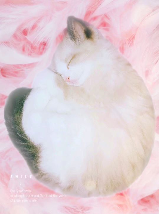 如何改掉和宠物睡觉的习惯,宠物睡觉必备知识有哪些