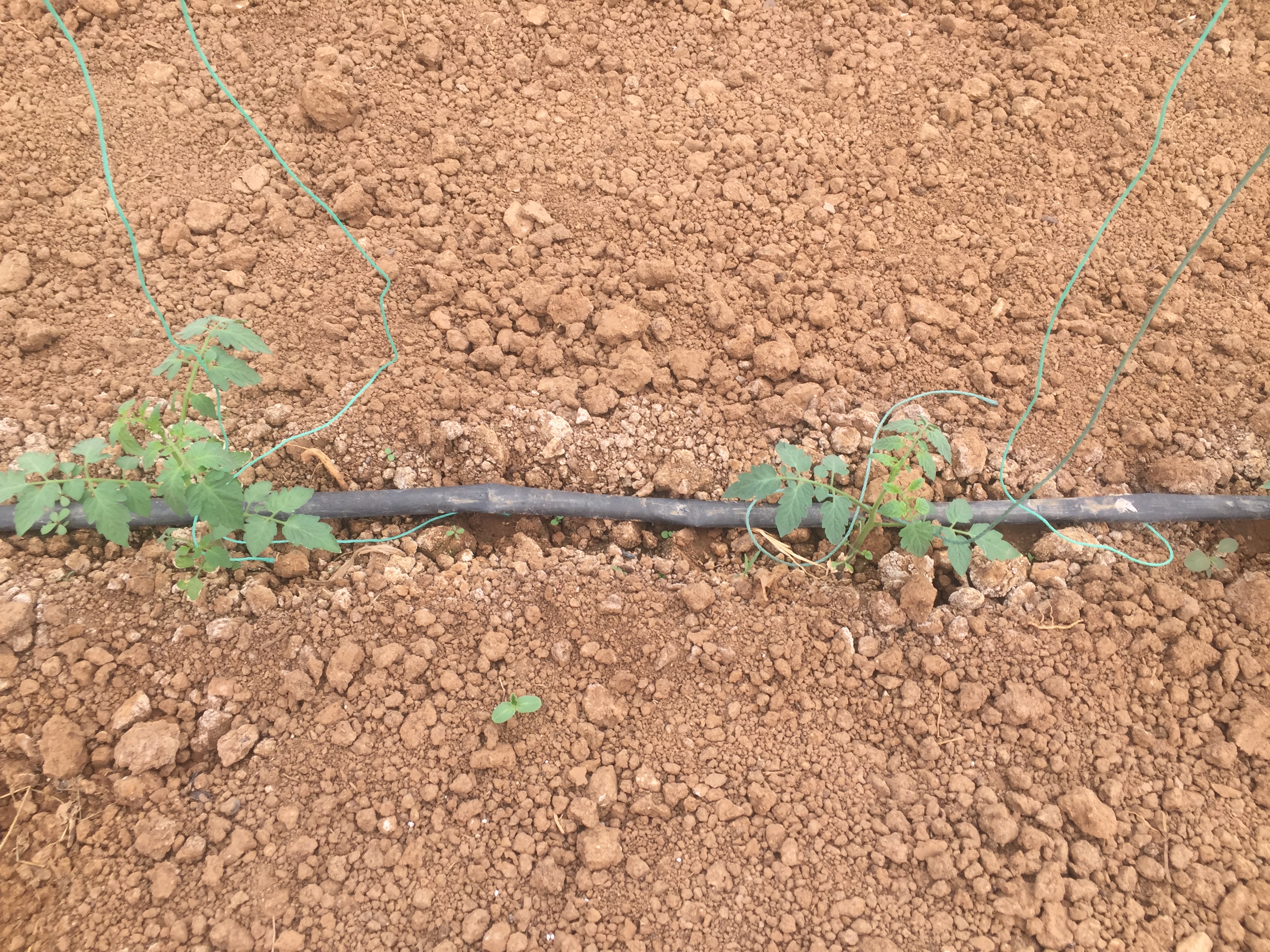 番茄移栽的正确方法,番茄移栽的方法和注意事项