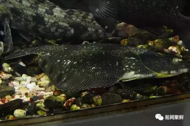 碟中鲽团购,鲽鱼推荐