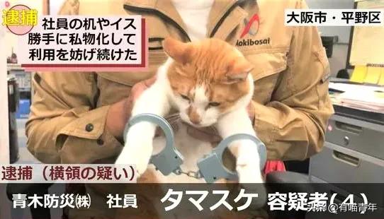 橘猫被抓警察局,肥猫被警察带走判刑