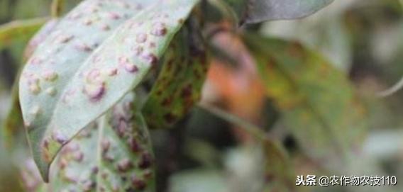 红豆如何高产,红豆高产叶面肥