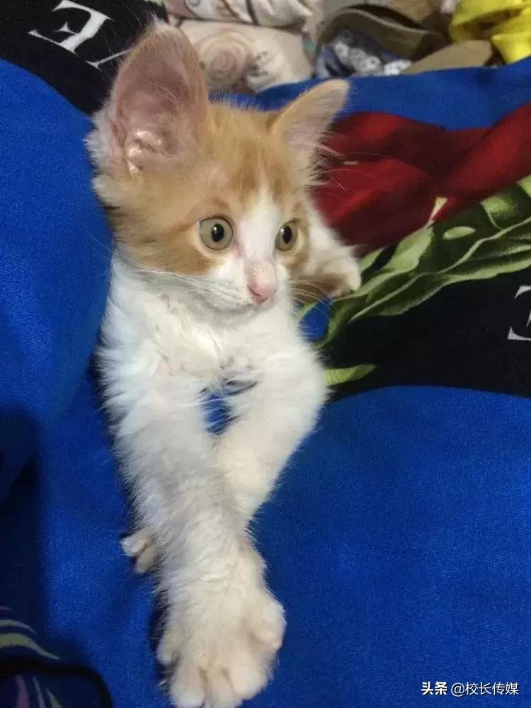 一位特岗教师在乡村的生活记录,一位特岗教师的真实生活