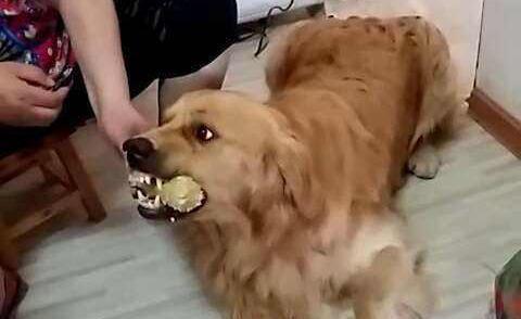 狗狗为什么会护自己的便便,泰迪狗狗护食的正确教育方法