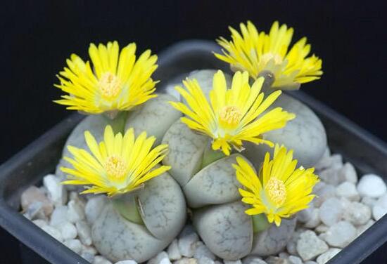 生石花怎么养，生石花的养殖方法和注意事项