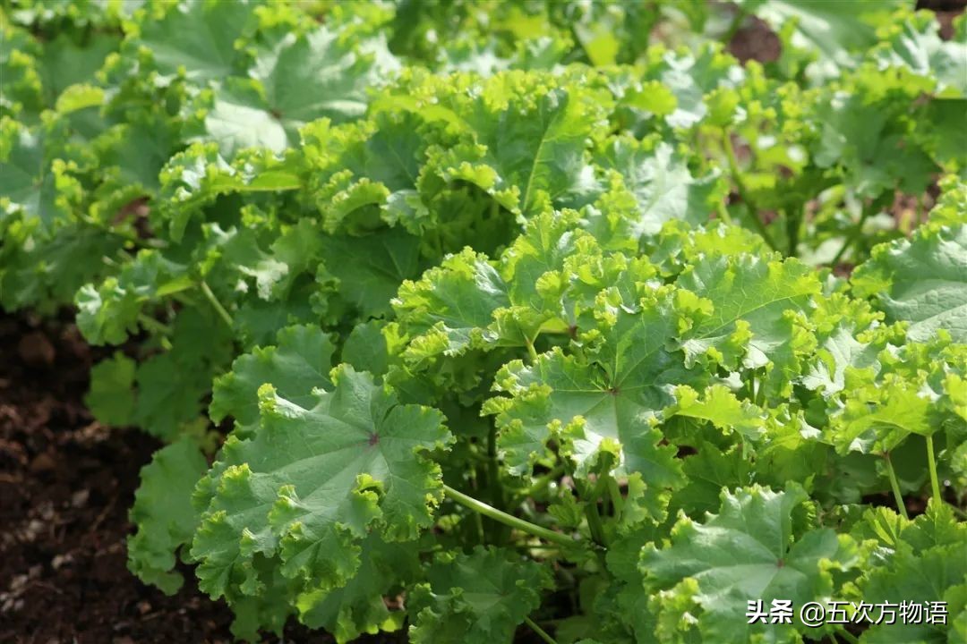 漫谈起源于中国的蔬菜