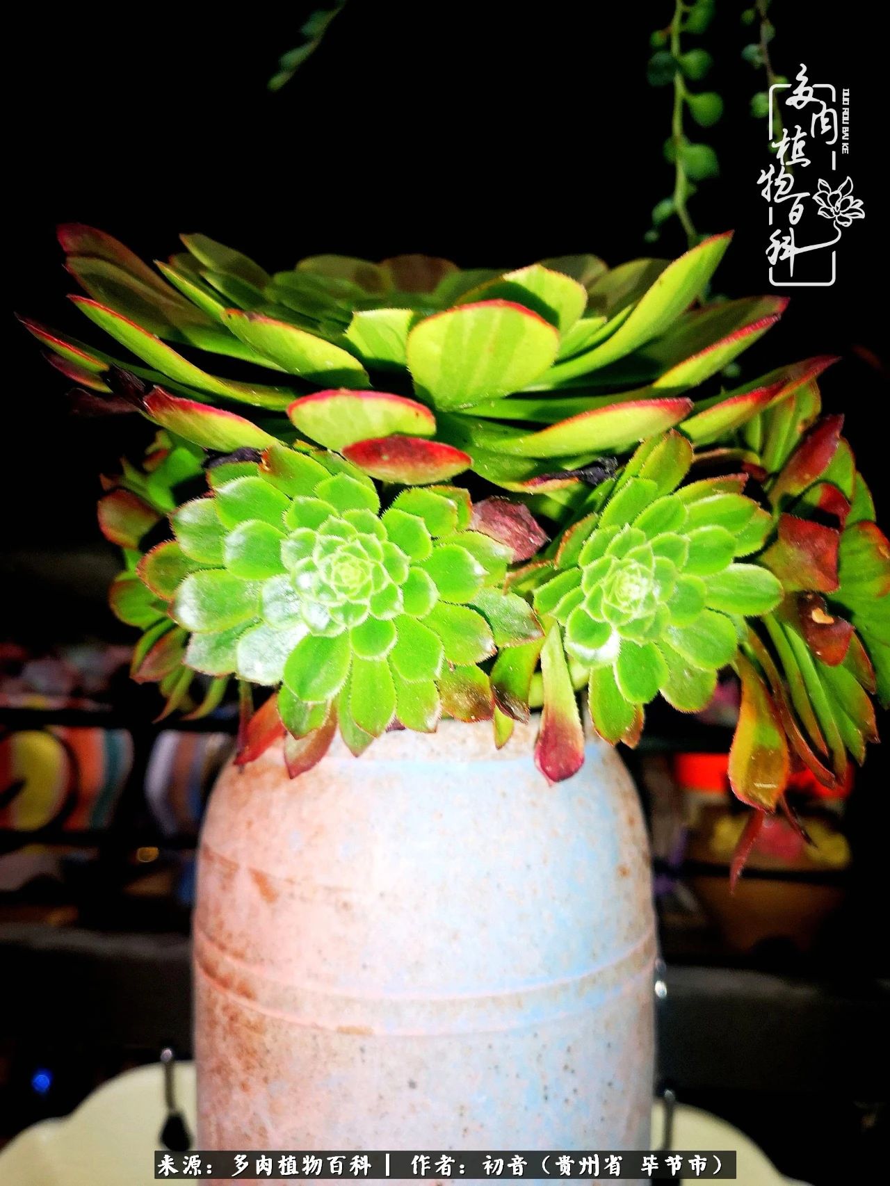 和多肉共度美好时光,与多肉一起成长