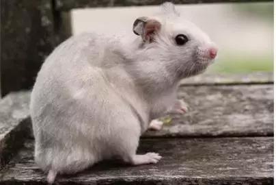 仓鼠的种类习性详细介绍,仓鼠有哪些亚种种类