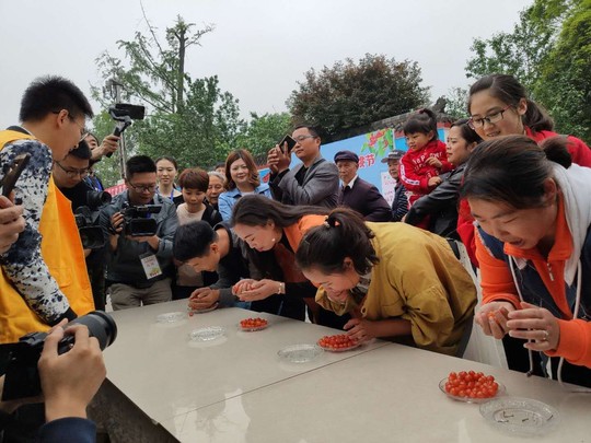 大溪谷樱桃节活动,大樱桃采摘火爆进行中