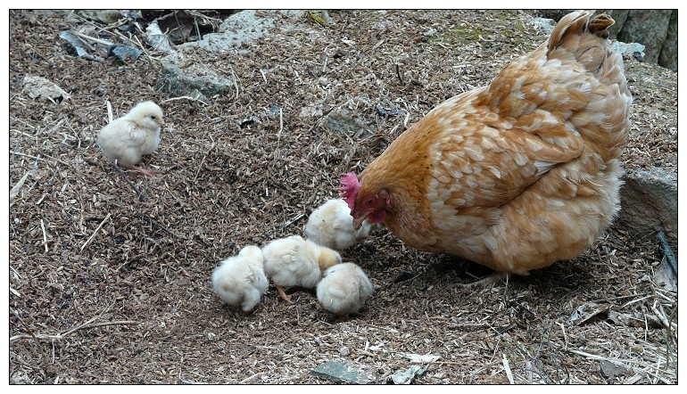 小鸡孵了30天才出壳正常吗,小鸡23天还没出来怎么办