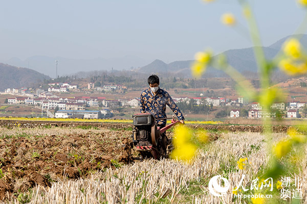 茶藕飘香龙虾跳湖北“云上春耕”忙