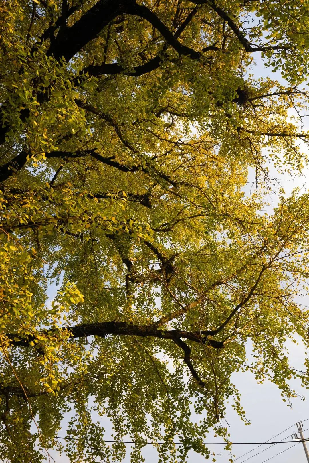 满地尽是黄金叶!来余杭及周边这几个地方,享受限定的初冬浪漫吧