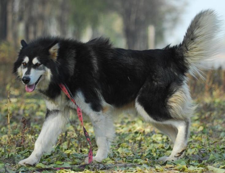 这7种狗公认无攻击性很适合家养,好养又便宜的五种狗有护主会打猎