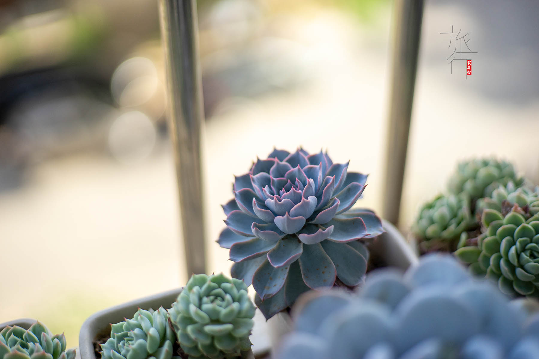 佳能定焦镜头哪个最好最清晰,佳能24mm和35mm定焦镜头哪个好