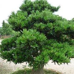 全部金木水火土五行五系植物介绍,五种植物代表五行