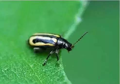 蔬菜害虫分类及图片大全,蔬菜害虫的防治方法有哪些