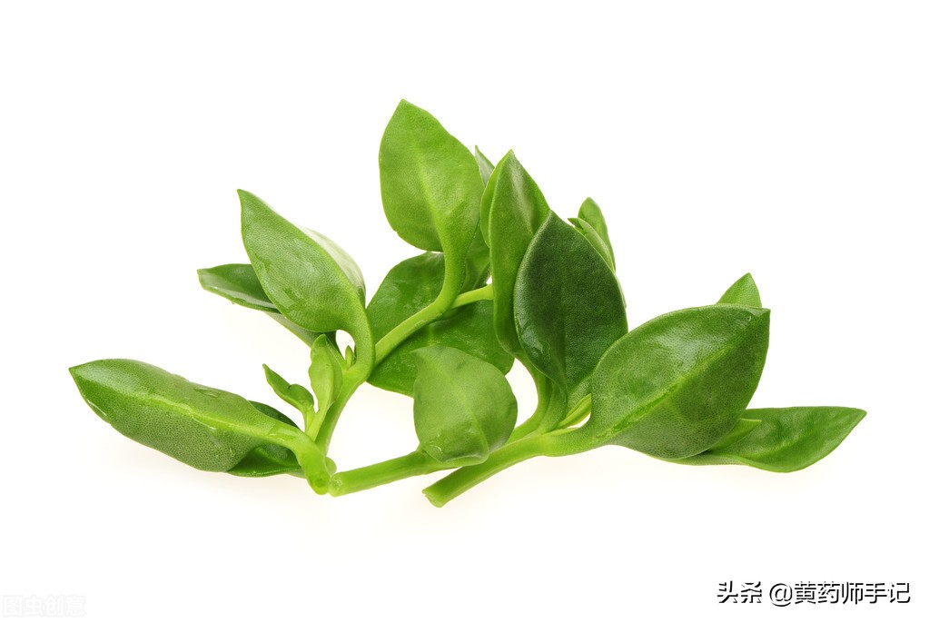 泡毒蛇的祛风中药,治疗十种毒蛇咬伤的应急草药图片