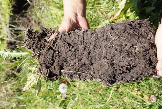 近年东北黑土地恢复现状如何,东北黑土地问题改善