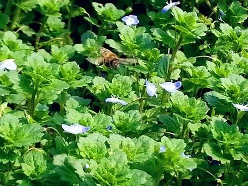 那些常见却叫不上名字的野花野草,常见的野花野草却是农家之宝