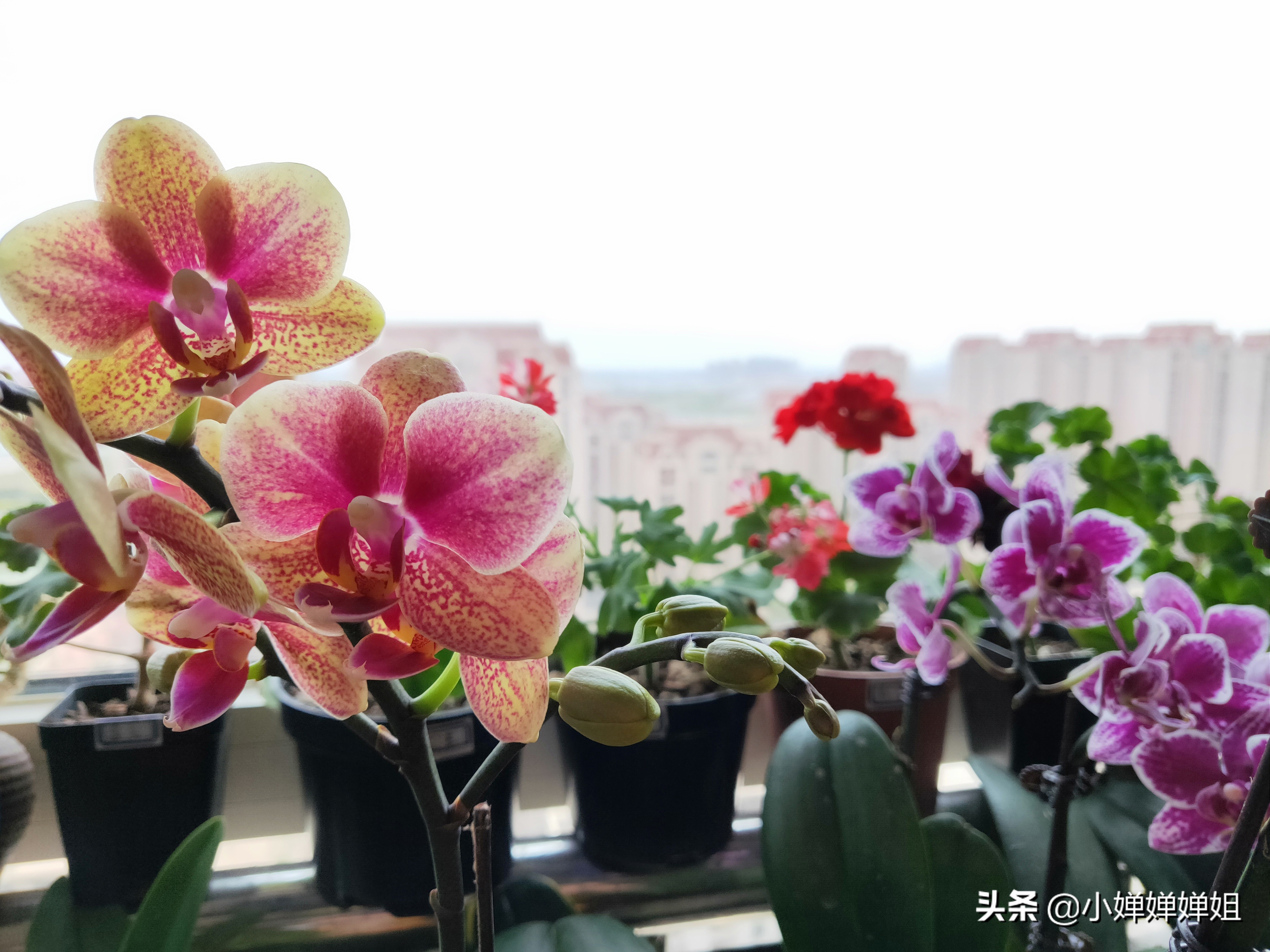 蝴蝶兰叶片变黄是怎么回事,蝴蝶兰开花叶子有褶皱咋回事