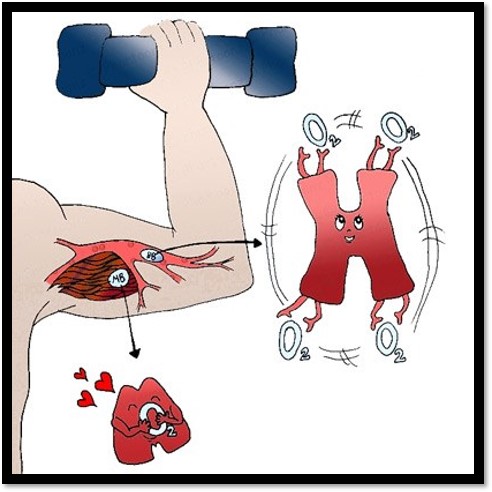 鸭肉比鸡肉嫩,鸭肉比鸡肉红怎么回事