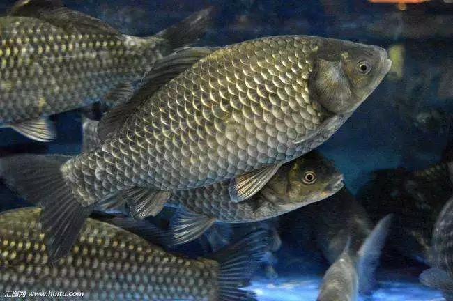 鲫鱼孢子虫水产养殖最佳治疗方法,鲫鱼孢子虫的防治方案