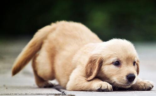 幼犬刚到家这8个危险动作,幼犬到家很害怕它死