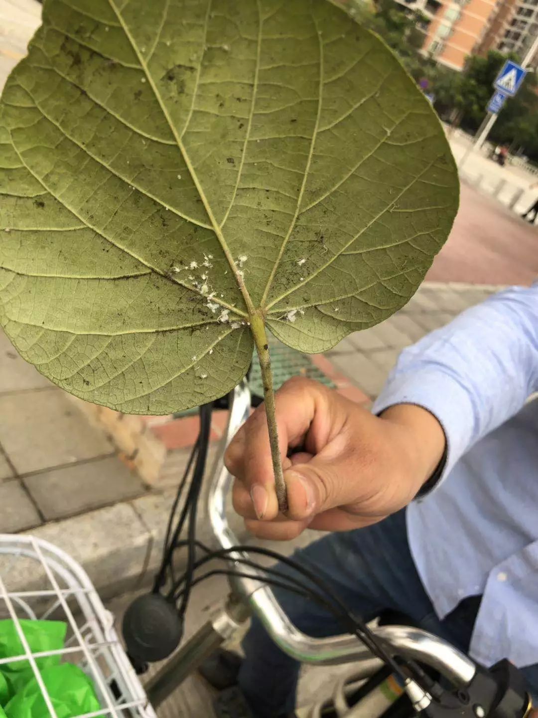 番禺|桥南汇景大道现“飞霜”?原来是这种害虫泛滥!桥南街绿化队出动了