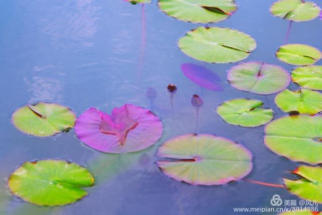 大美新蔡生态水城,大美新蔡等你来