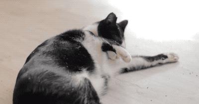 猫咪为什么吸了猫薄荷会那样,猫咪吸了猫薄荷后场面一度失控了