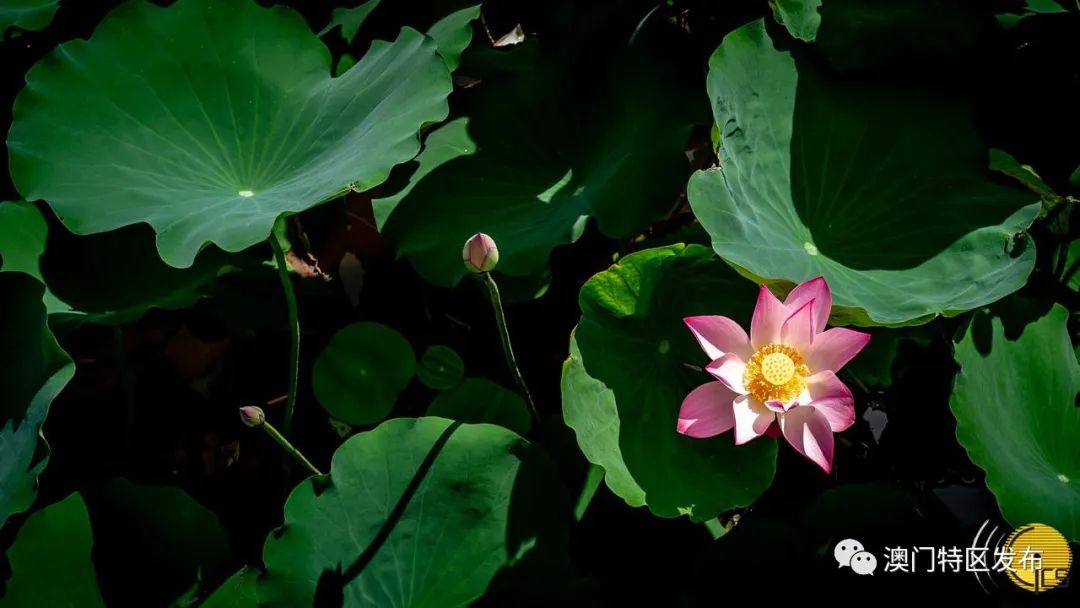 「澳门美景图辑」荷香飘飘