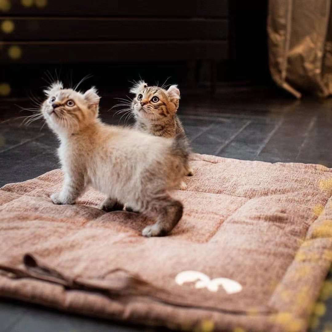 铲屎官无论有多穷，只要在这三方面舍得花钱，猫咪会越来越健康！