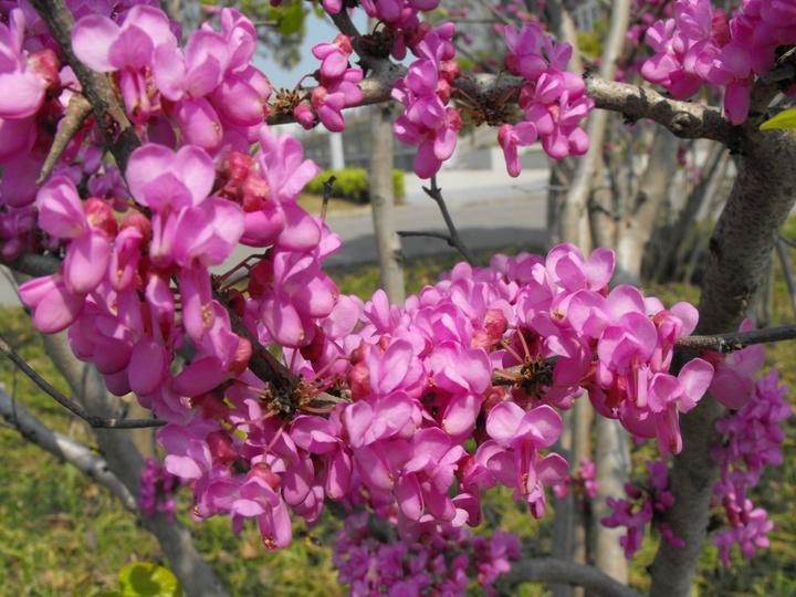 关于春天的小学生优秀作文,小学生作文春天的校园优秀范文