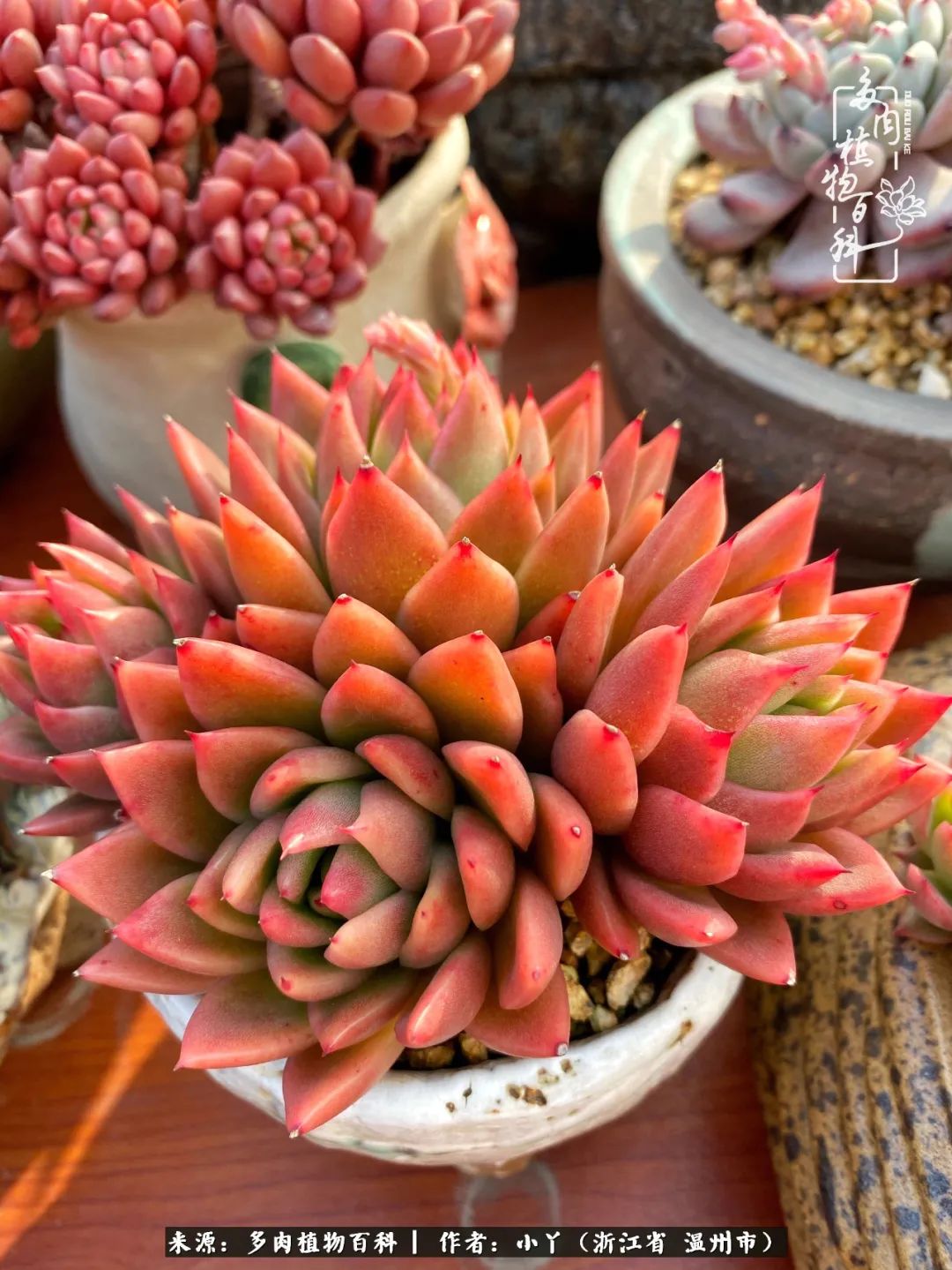 祖上无院家里无矿,一腔浪漫情怀付诸楼顶造花