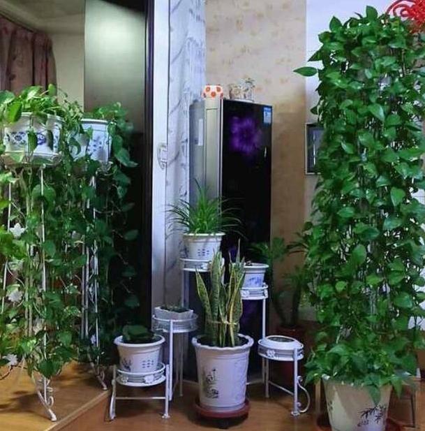 小妙招绿萝加什么长得绿油油,养绿萝只需加几粒它绿萝疯长