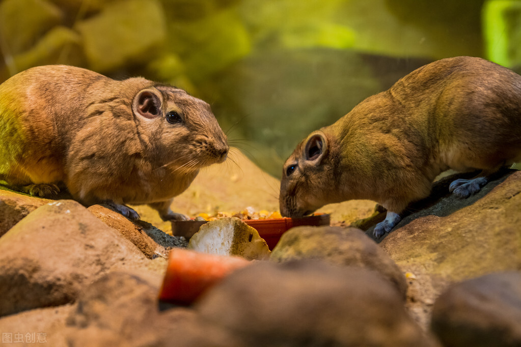 仓鼠到底喜欢吃什么食物,仓鼠不喜欢吃什么食物
