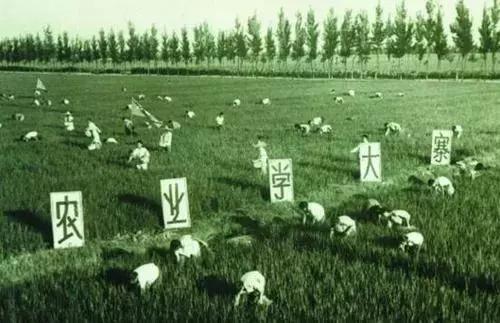 鱼台县城大不大,鱼台是什么样的县城