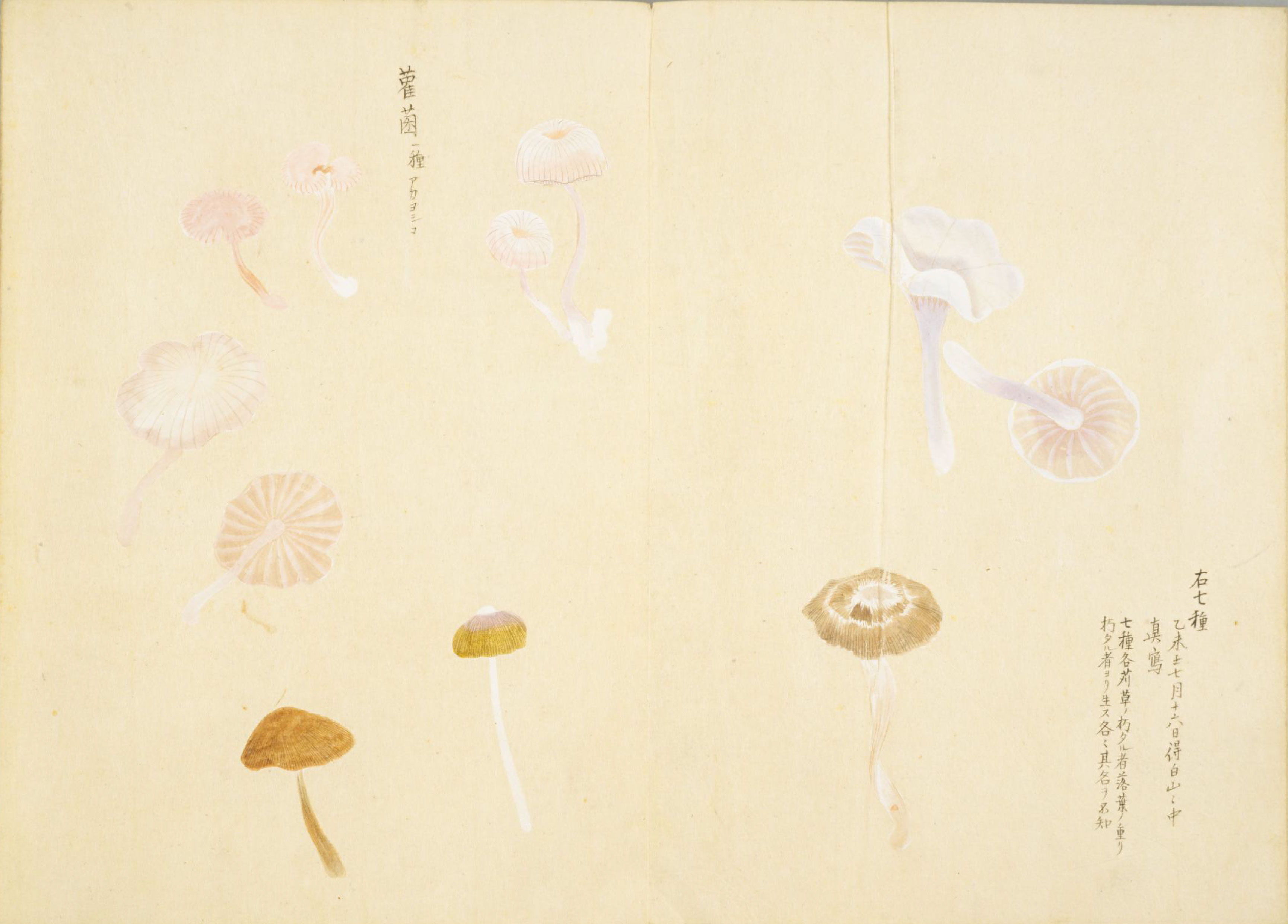 各种多彩菌图片大全,意式野菌图片大全