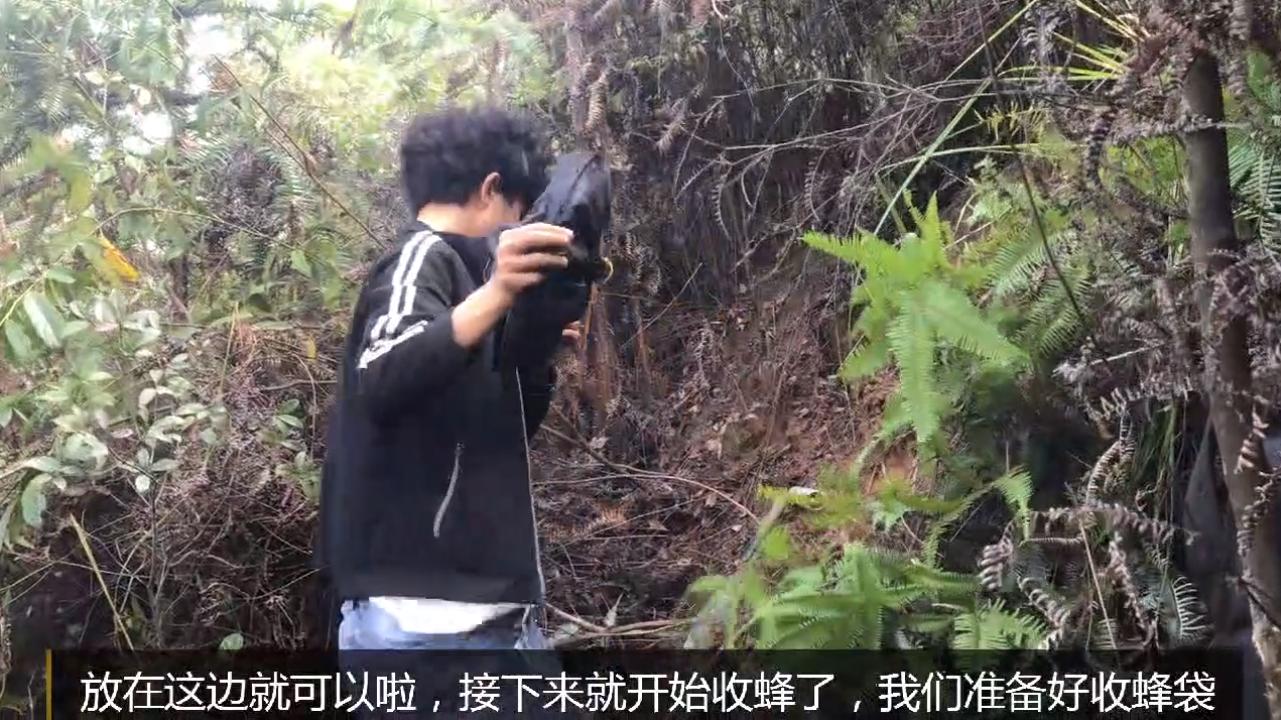 野外地里的蜜蜂怎么收进箱子,野外的蜜蜂怎样收回家里来养