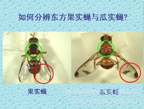 针蜂要怎么防治,瓜类针蜂有什么土法防治