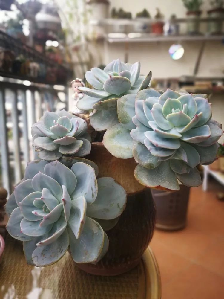 一杯清茶一道暖阳,一杯清茶温暖的时光