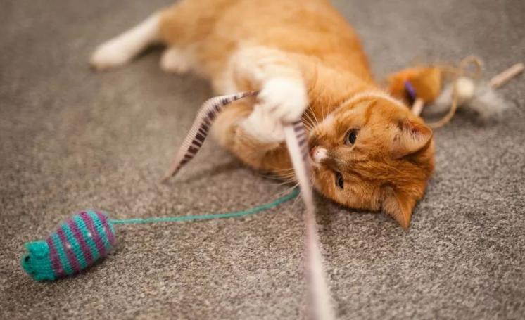 猫咪逗猫最好的方法,猫咪逗猫的正确方法