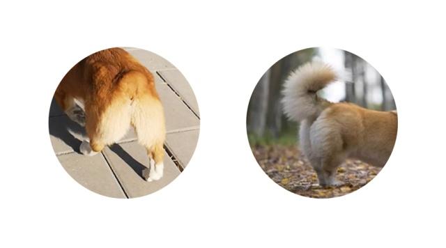 为什么有的狗狗没有尾巴,为啥狗狗没尾巴