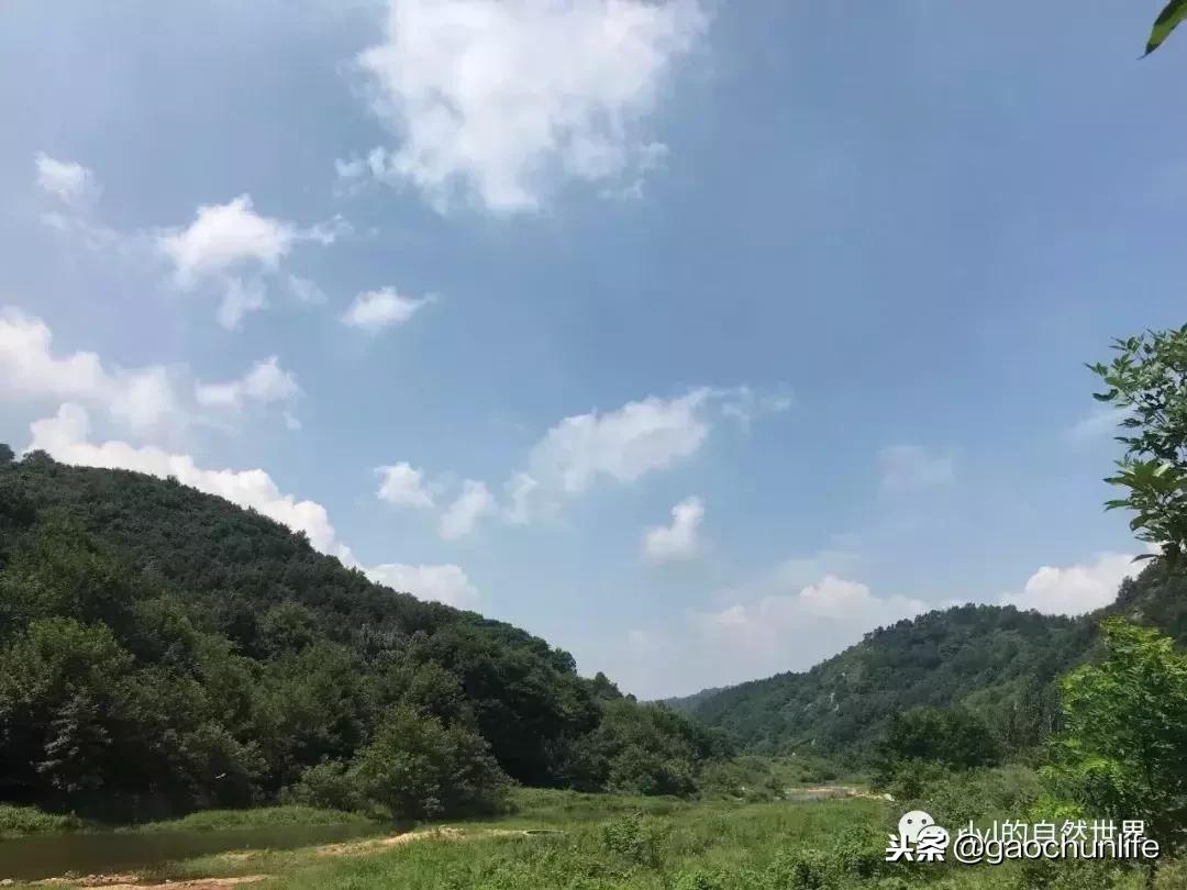 草龟难养,养草龟笔记