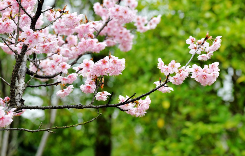 春雨江苏东台,春雨江苏无锡